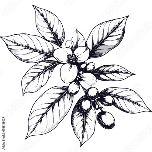 Hand Drawn Coffee Branch with Leaves and Beans Illustration