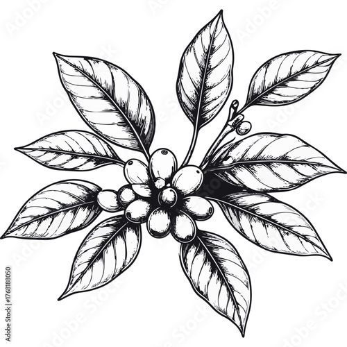 Hand Drawn Coffee Branch with Leaves and Beans Illustration