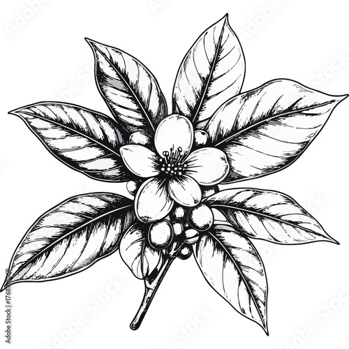 Hand Drawn Coffee Branch with Leaves and Beans Illustration