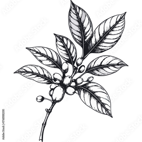 Hand Drawn Coffee Branch with Leaves and Beans Illustration