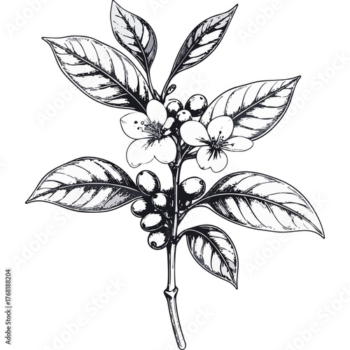Hand Drawn Coffee Branch with Leaves and Beans Illustration