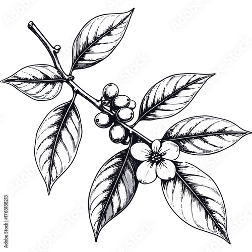 Hand Drawn Coffee Branch with Leaves and Beans Illustration