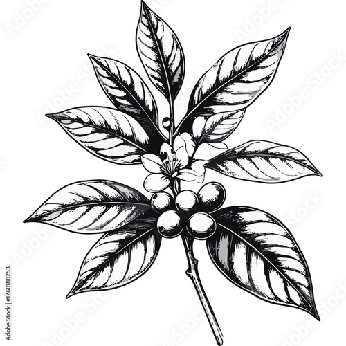 Hand Drawn Coffee Branch with Leaves and Beans Illustration