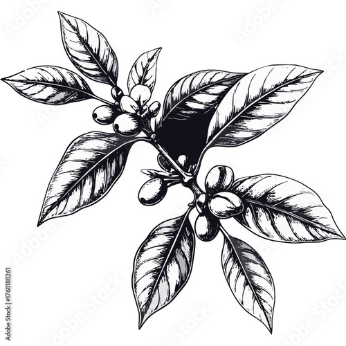 Hand Drawn Coffee Branch with Leaves and Beans Illustration