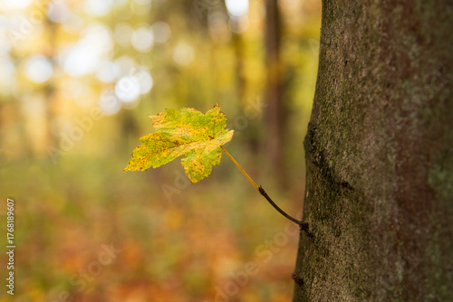 Small branch with autumn maple leaf growing from tree trunk. Nature, new life backgrounda