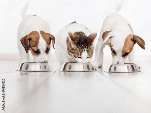Two Dog and cat eating food. Pets together at home