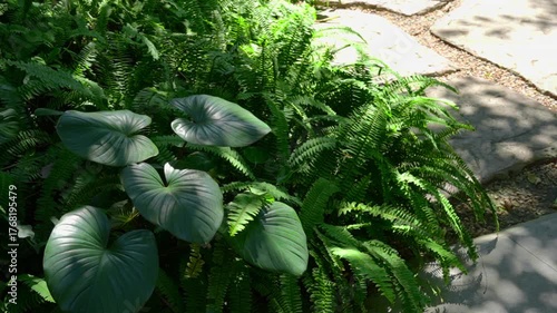 Tranquil outdoor nature journey on stone path through lush green garden. Sunlight dapples large plant leaf and detailed fern, creating serene botanical background