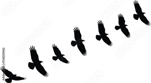 Bird flight silhouette set, black vector illustration, wingbeat motion sequence, flying bird shapes, nature movement, avian anatomy, wildlife graphic design