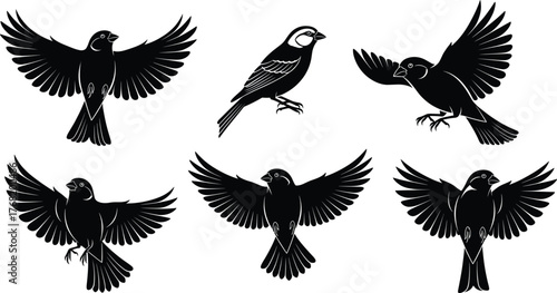 Bird silhouette set, black vector illustration, flying and perched poses, wing and tail details, nature icon collection, avian motion graphic elements