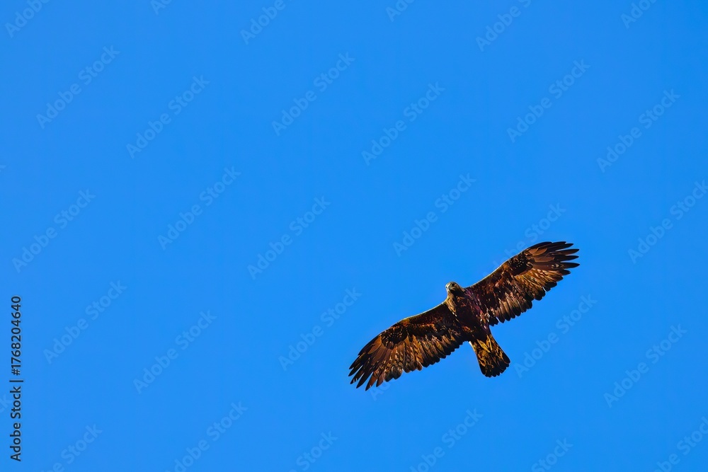 Fototapeta premium Golden eagle soaring with wings fully extended in blue sky