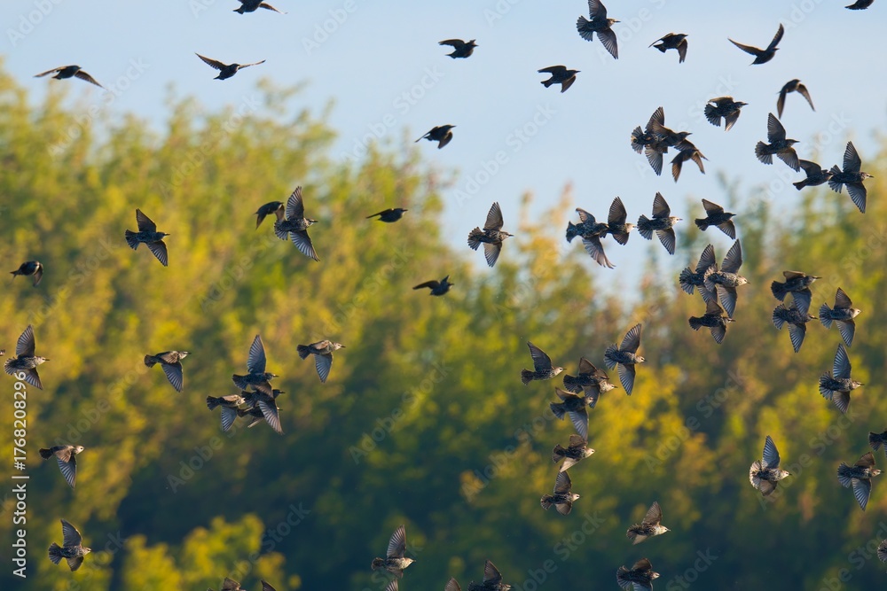 custom made wallpaper toronto digitalflock of birds