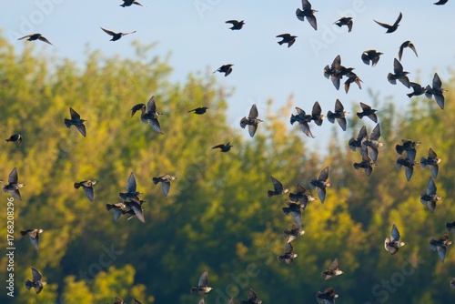 Wallpaper Mural flock of birds Torontodigital.ca