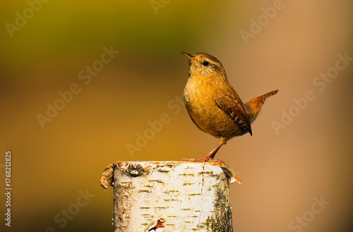Wallpaper Mural bird on a fence Torontodigital.ca