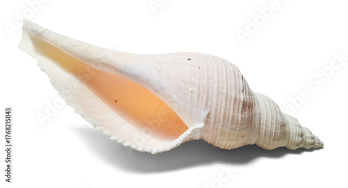 Fotografie Isolated conch sea shell front view