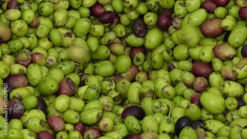 Olive processing line. Freshly picked olives are processed in a modern oil mill. Green and purple olives are fed onto a conveyor for cleaning and pressing.
