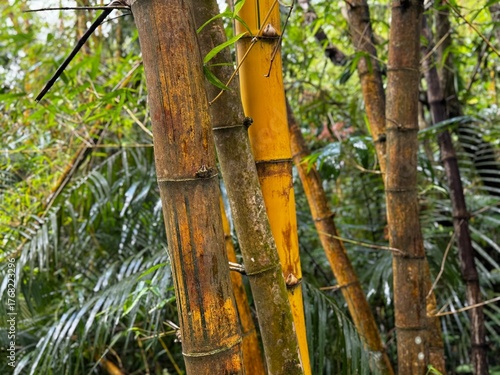 Bright yellow bamboo stems with green leaves.