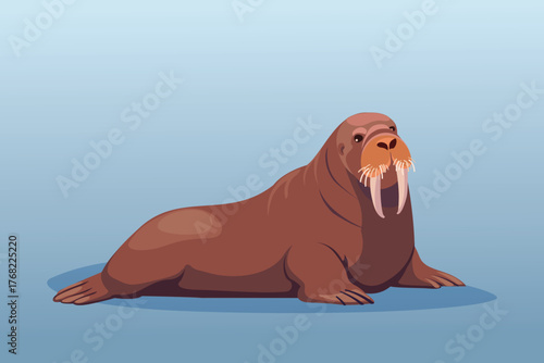 Adult walrus with large tusks on a blue background. Vector illustration