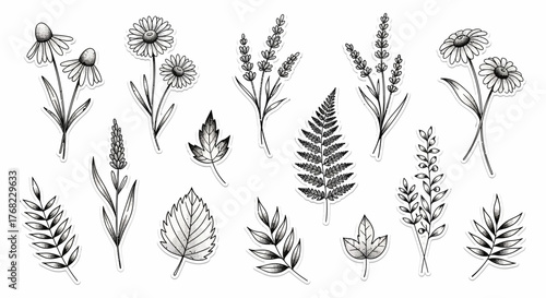 Botanical sketches collection presenting an arrangement of flowers and foliage in monochrome style