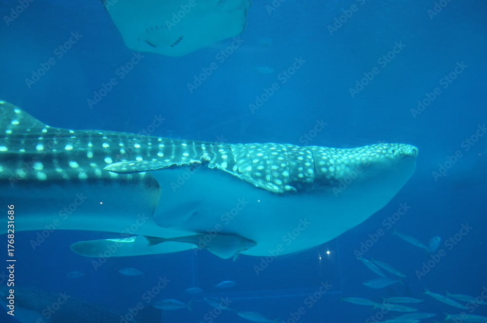 Naklejka premium 【沖縄】美ら海水族館の水槽