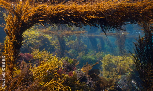 Algae in the Atlantic ocean, underwater seascape, natural scene, Spain, Galicia