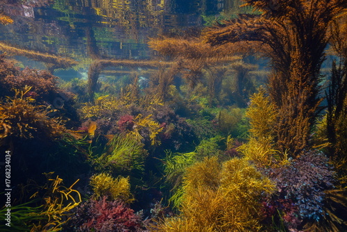 Seaweed underwater seascape below water surface in the Atlantic ocean, natural scene, Spain, Galicia