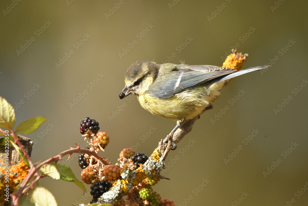 Obraz premium herrerillo comiendo zarzamoras