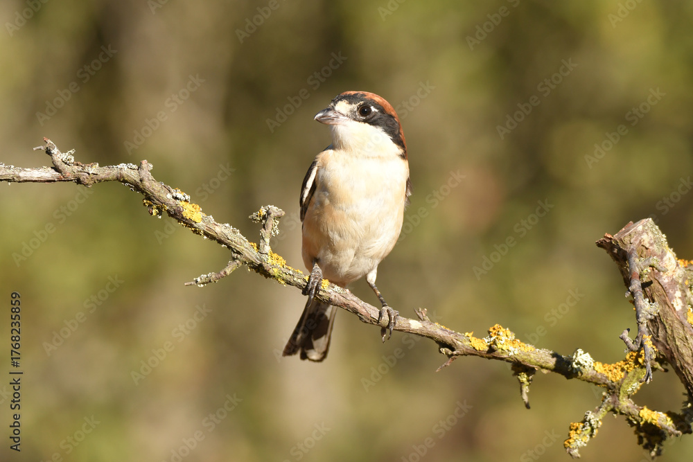 Obraz premium el alcaudon común