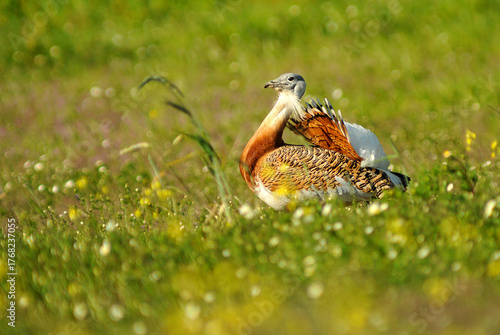 avutardas en primavera