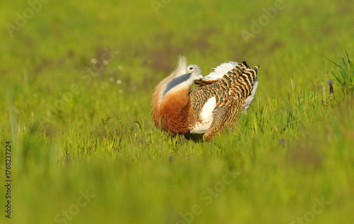 avutardas en primavera