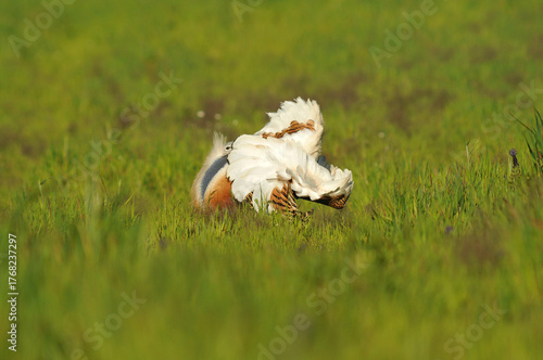 avutardas en primavera