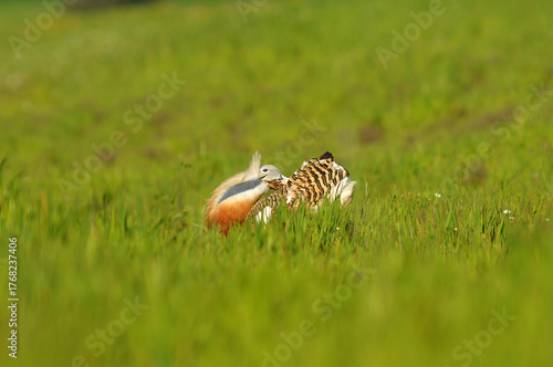 avutardas en primavera