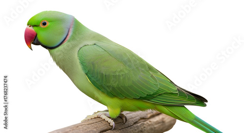 Close up of a green parrot bird or parakeet isolated on a white background wildlife and nature