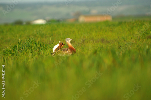 avutardas en primavera