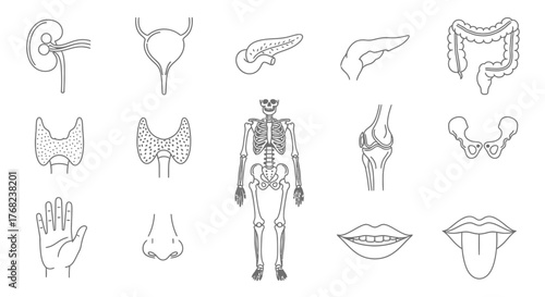 Anatomical Illustrations of Human Organs and Skeleton for Medical Education Material