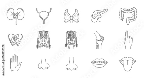 Human anatomy line art illustration showcasing various organs and body parts
