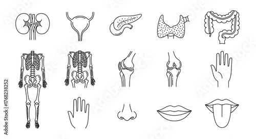 Human body organs and skeletal system illustration for medical educational purposes