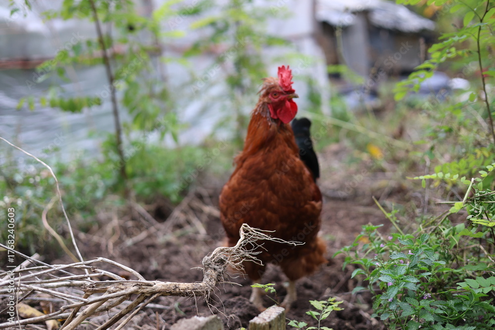 Fototapeta premium Rooster in the garden looking for food, rural area
