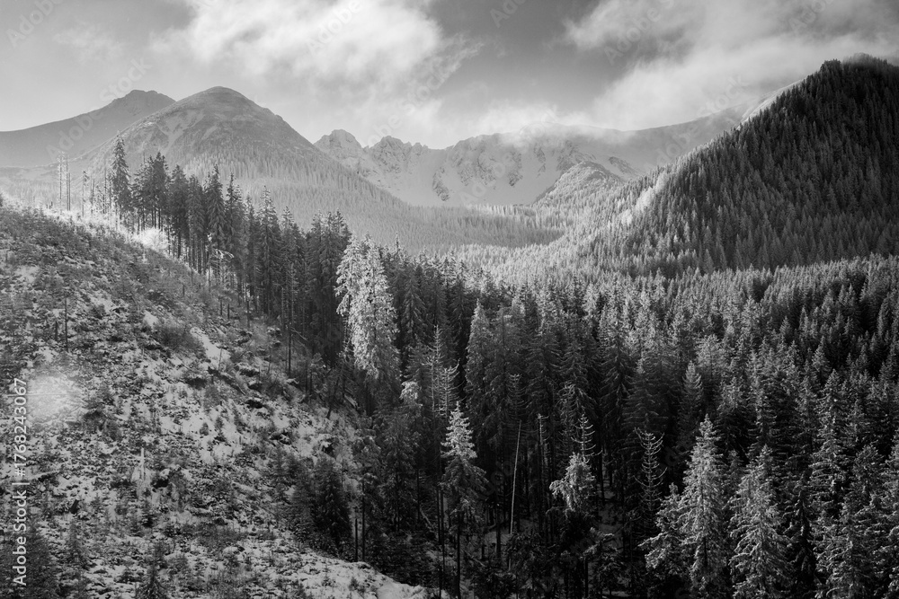 Fototapeta premium aerial view of snow covered fir trees