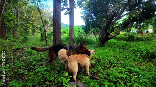 4K footage showing a German Shepherd playfully interacting and having fun with a small gray dog. The lively and candid moment captures joy, cuteness, and companionship between animals. Perfect for doc