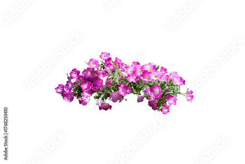 Pink flower bush isolated