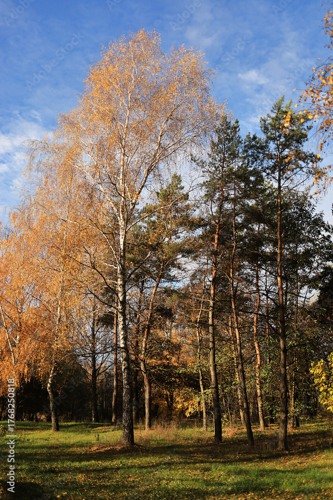 Fototapeta premium Colorful forest landscape in the fall season