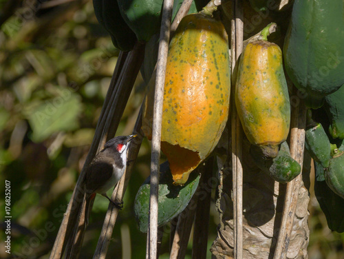 Red Whiskered Bulbul bird eating ripe papaya on tree