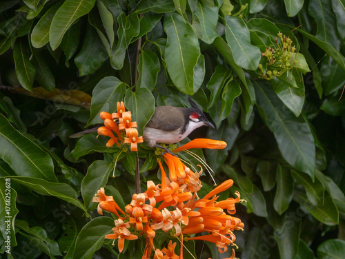 Red Whiskered Bulbul bird perching on tree with orange creeper plant