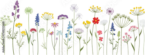 Illustration of a variety of colorful wildflowers, meadow flowers in bloom