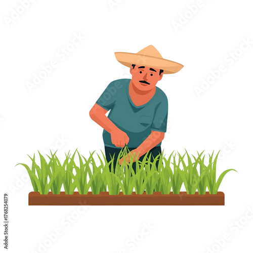 Male Farmer Caring for Rice Plants Illustration