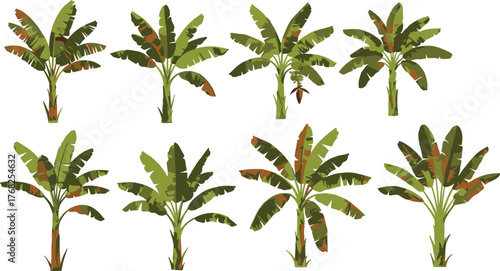 Banana tree illustrations, tropical plant variations, green leaf patterns, fruit-bearing trees, botanical design elements, agricultural reference graphics