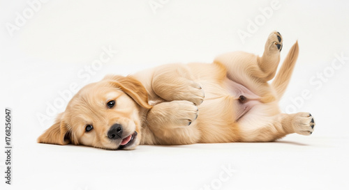 Happy Golden Retriever Puppy Lying on Back with Paws Up Showing Tummy and Tongue Out