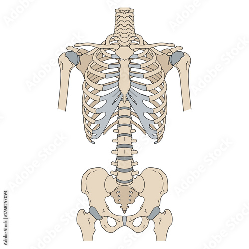 A detailed anterior view illustration of the human skeletal torso, highlighting the rib cage, spine, shoulder girdle, and pelvis.