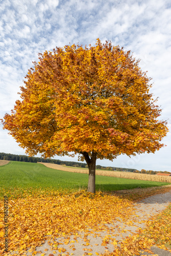 Ahornbaum im Herbstlaub