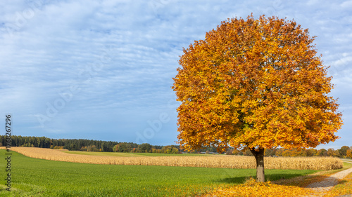 Ahornbaum im Herbstlaub